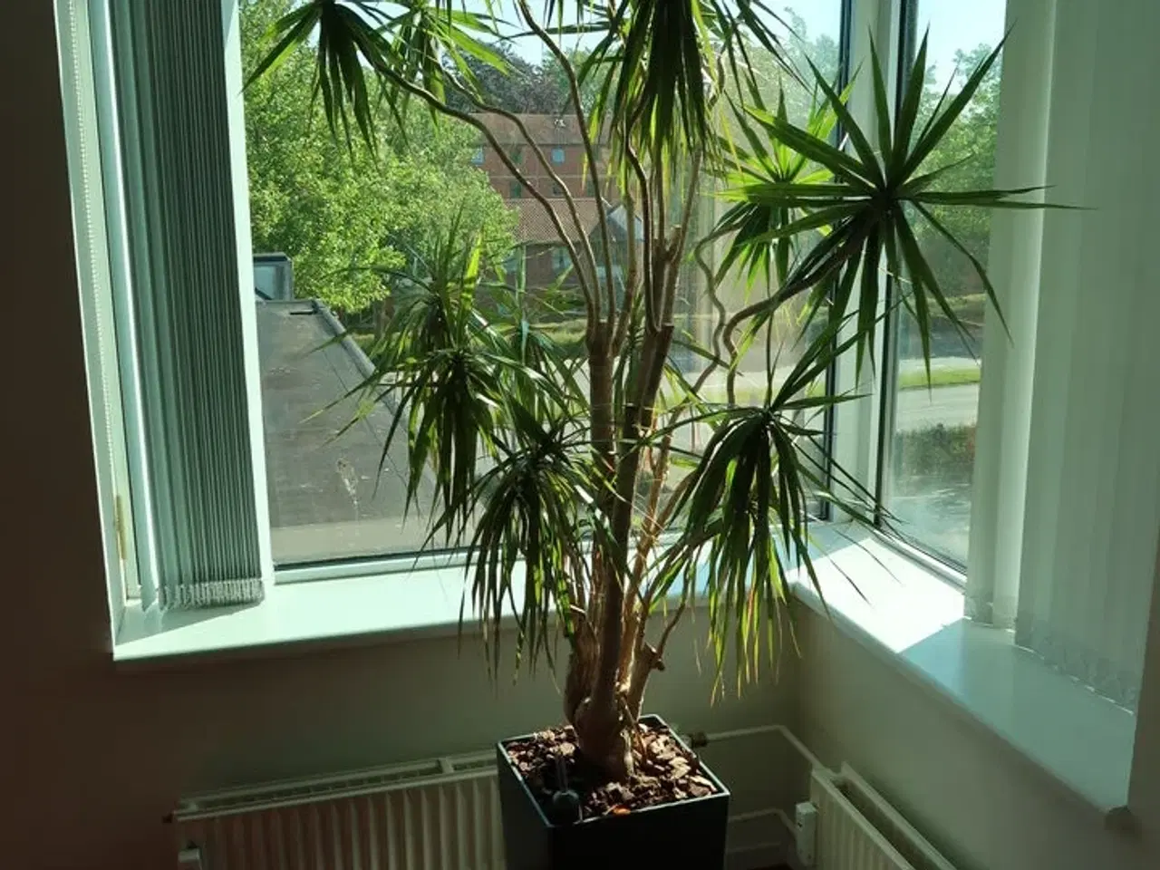 Billede 2 - Plante i krukke