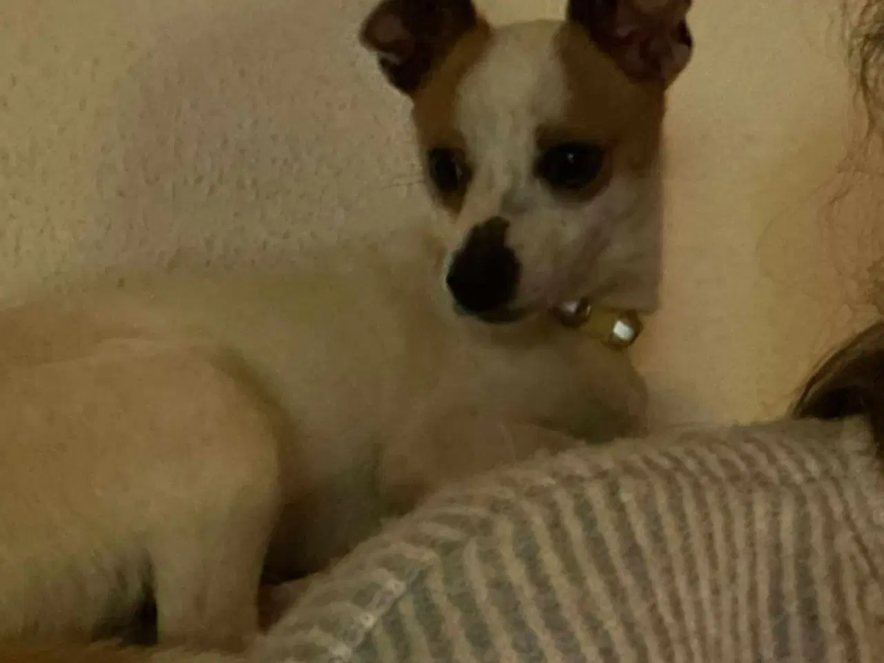 Billede 1 - Vilde Viggo søger sit 4ever hjem