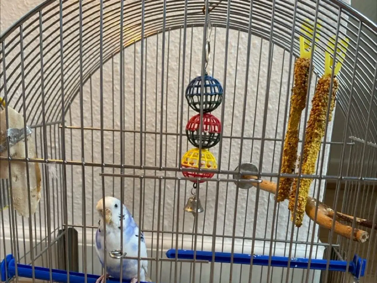 Billede 1 - Sød undulat 