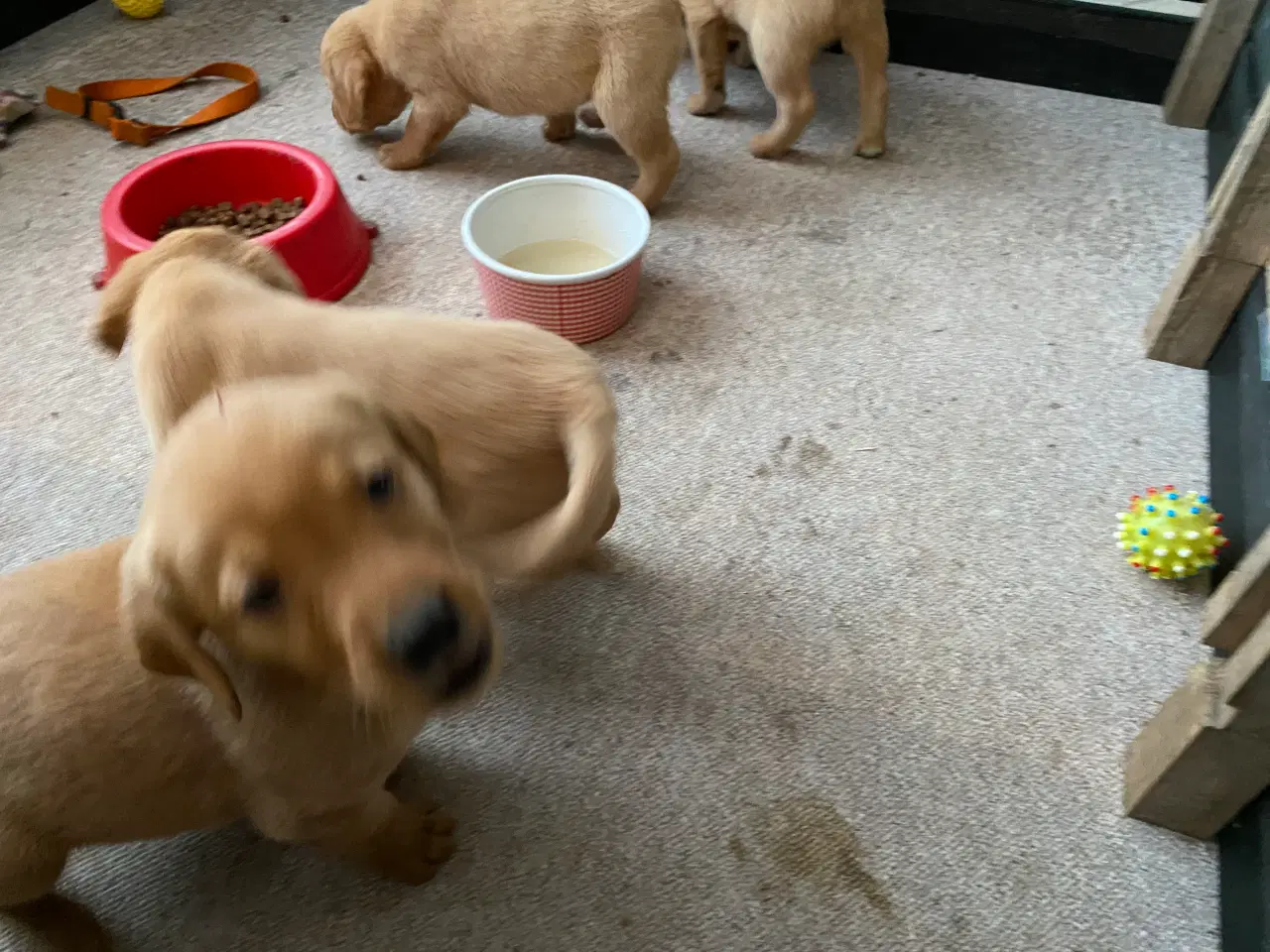 Billede 8 - Hundehvalpe sælges