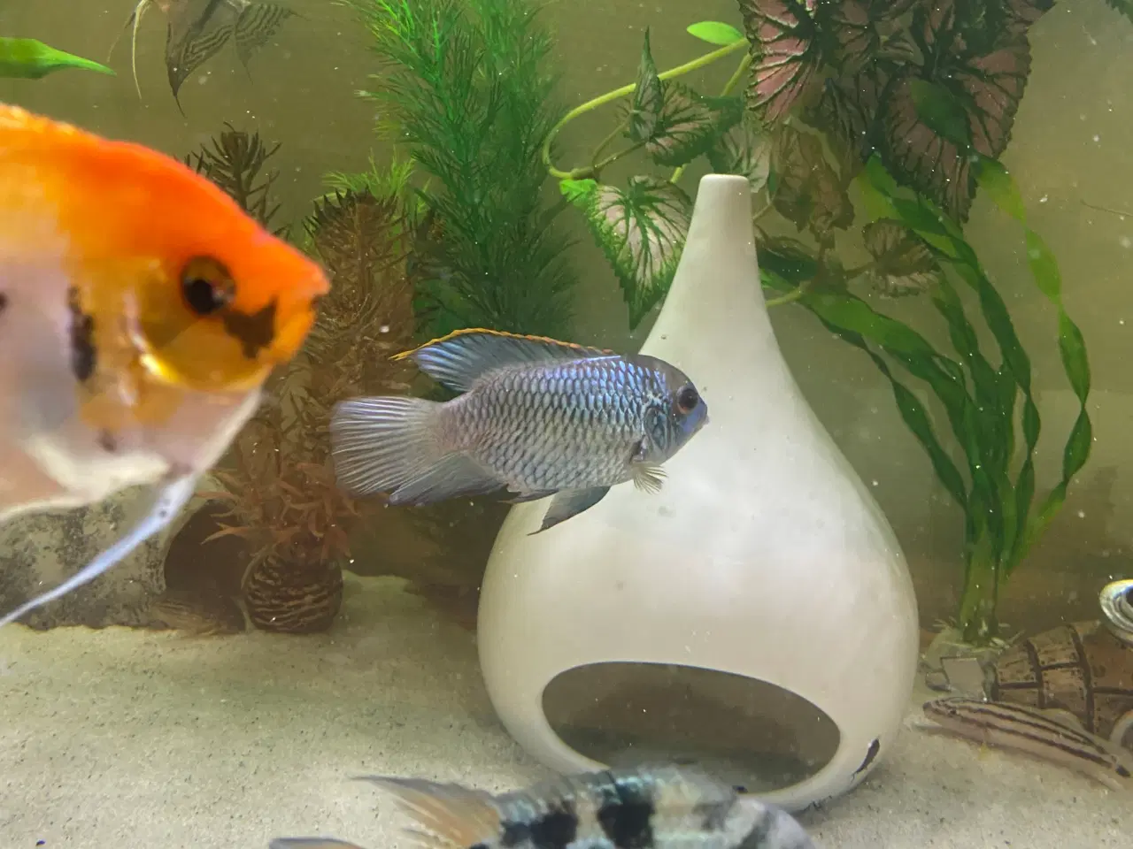 Billede 2 - Søger denne fisk