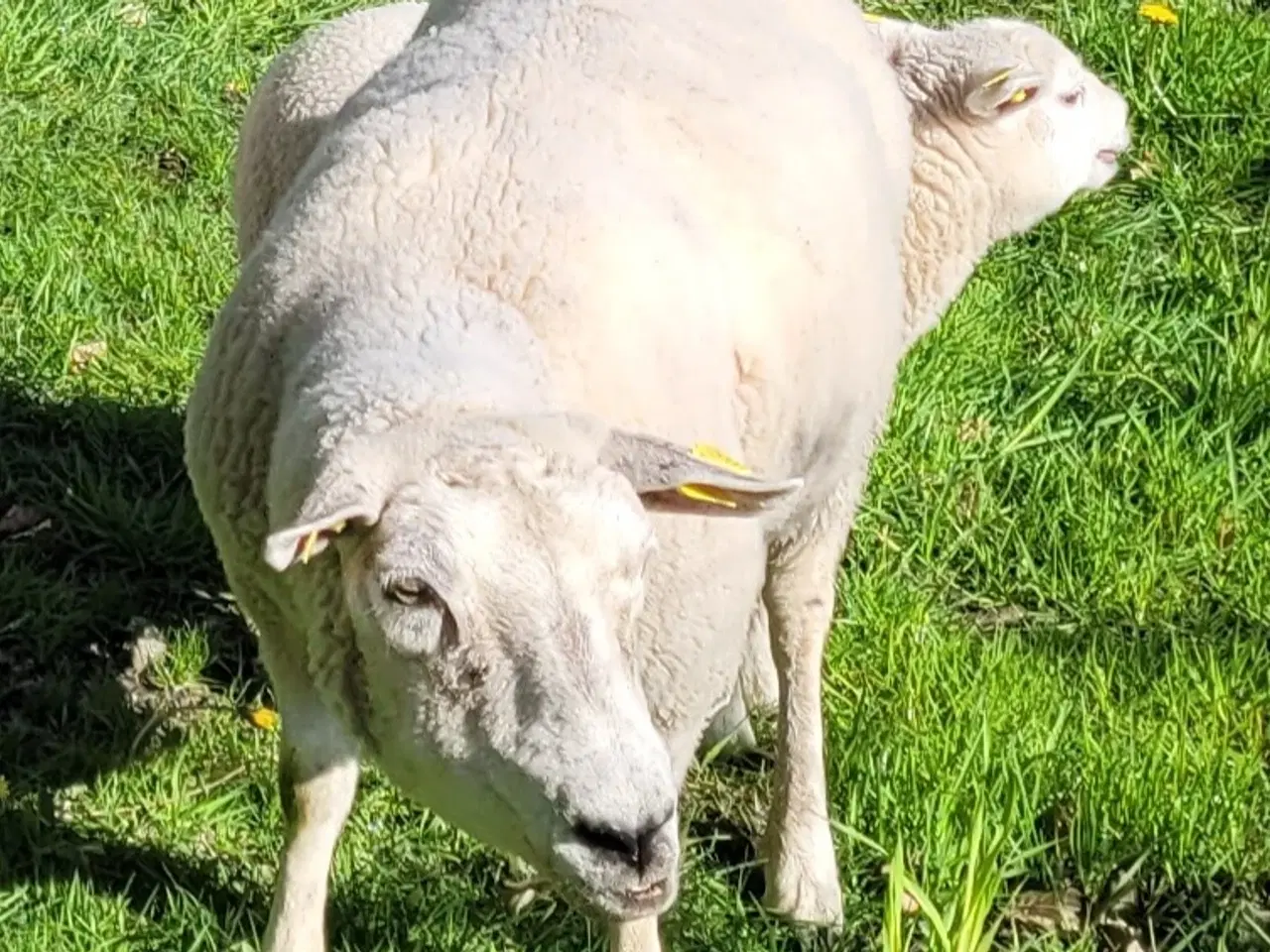 Billede 4 - Texel får med 1 lam