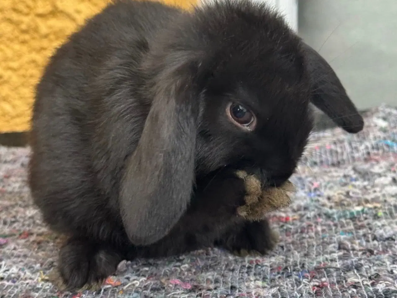 Billede 6 - Han Dværgvædder unge sælges 