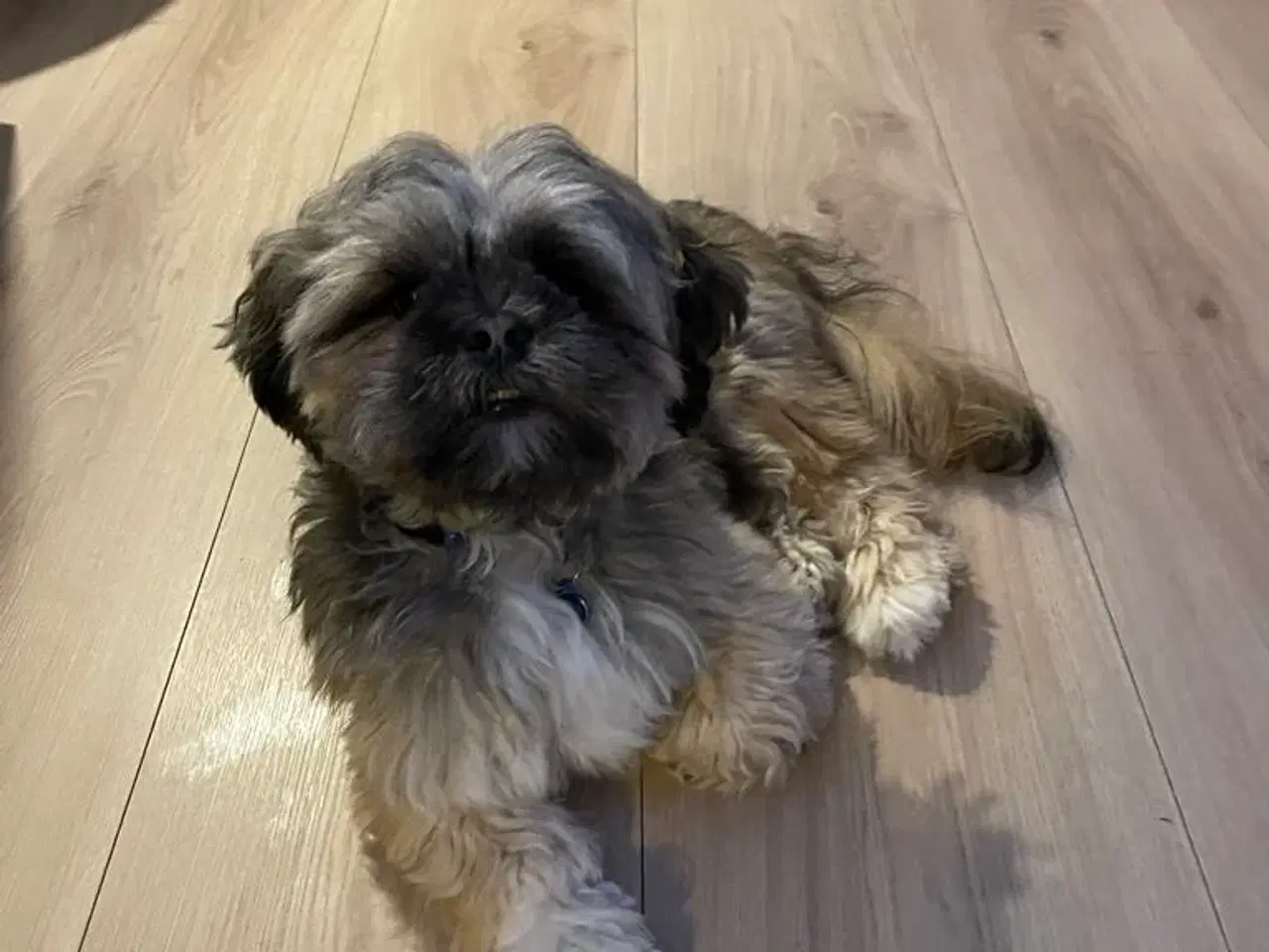 Billede 17 - Nuttet Lhasa apso han hvalp