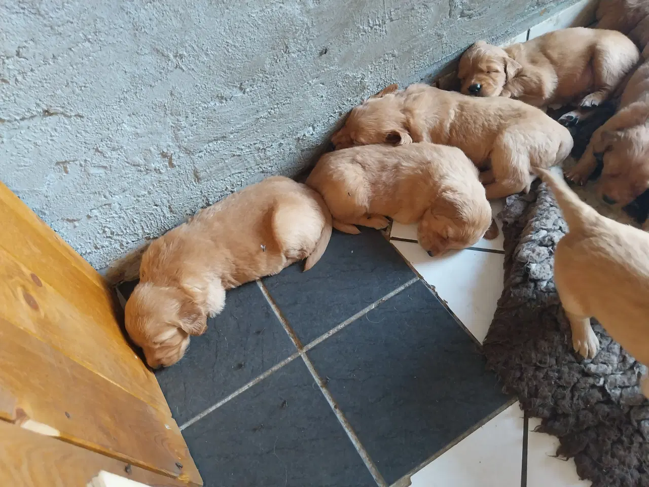 Billede 5 - Golden retriver hvalpe familie og jagthunde 