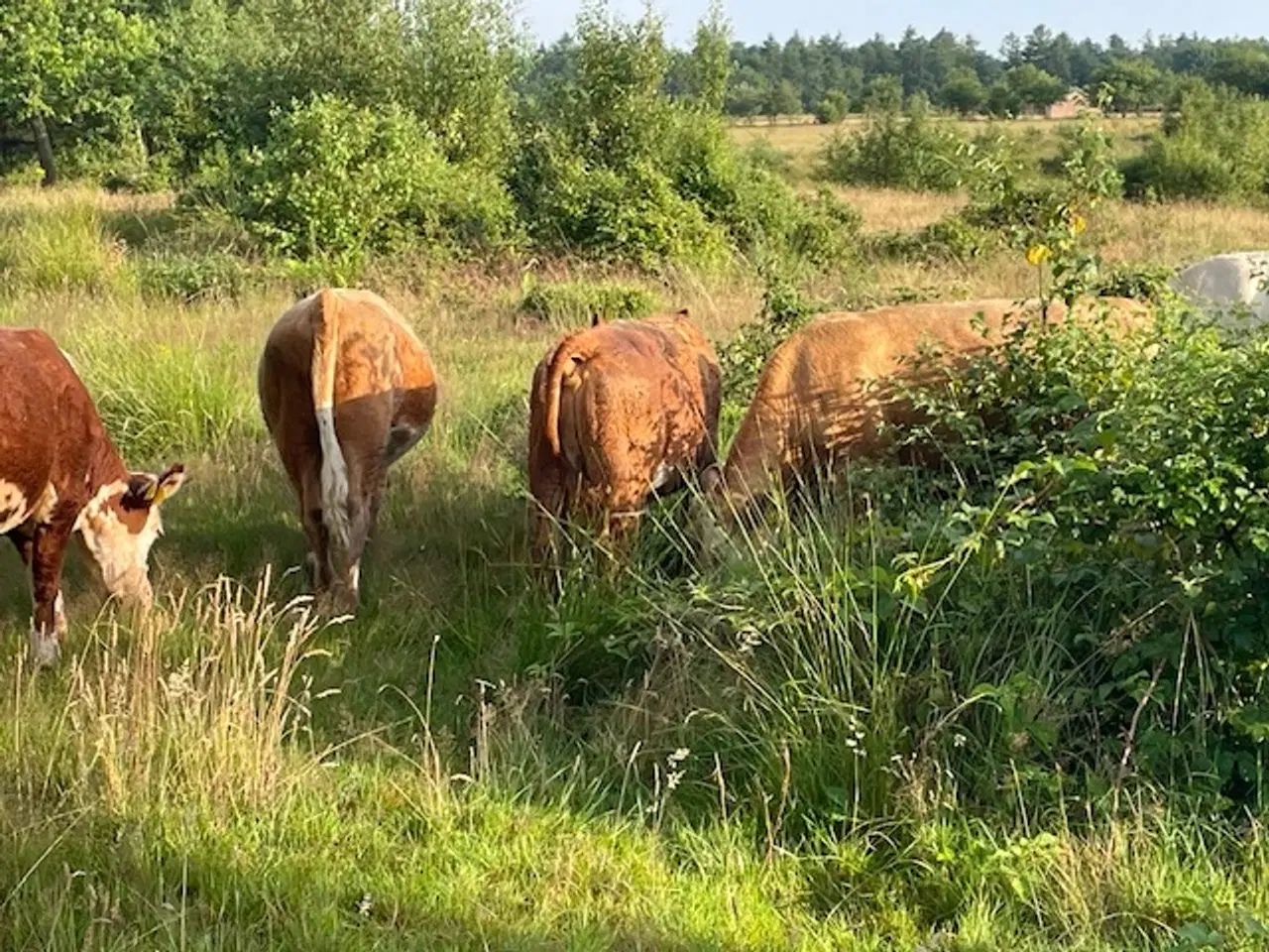 Billede 2 - Kødkvæg kvier hereford kryds
