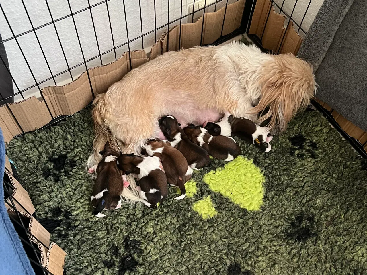 Billede 13 - Shihzhuer 5 drenge og en pige