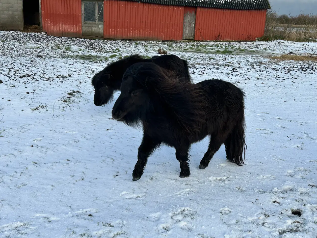 Billede 3 - Skøn mini shetlænder hoppe sælges 