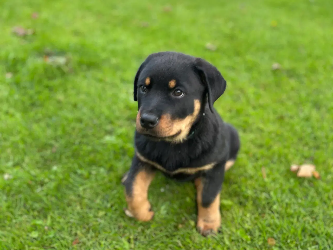 Billede 1 - DKK Rottweiler hvalp Han 