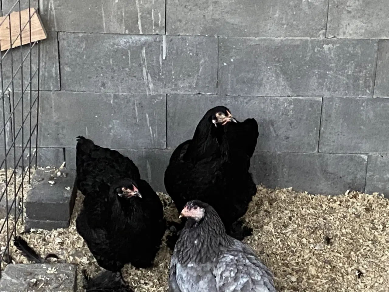 Billede 5 - Smukke Brahma damer