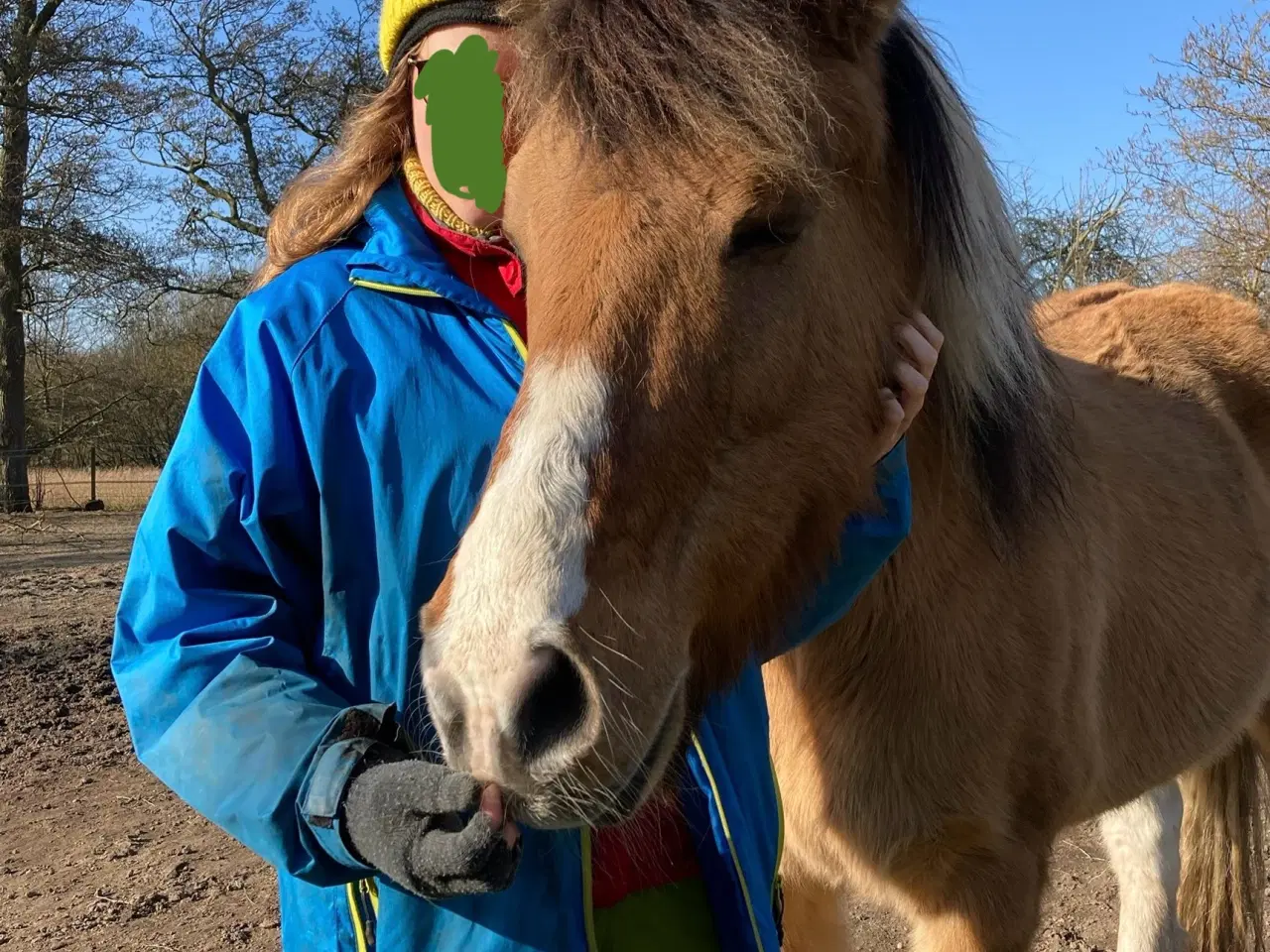 Billede 6 - Pinto/nordbakker blanding 