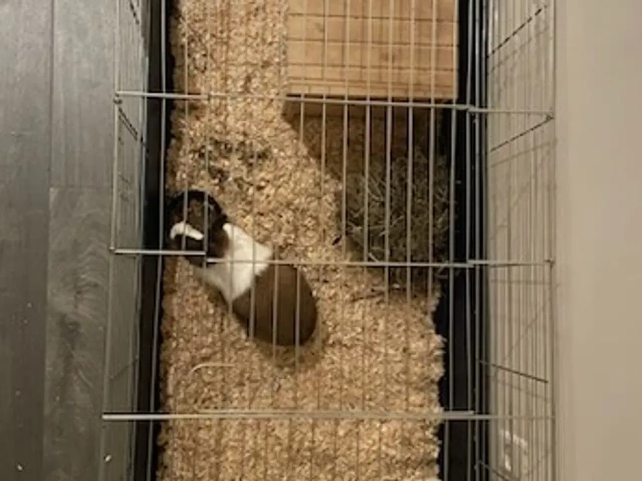 Billede 2 - Hermelin kanin (hun)