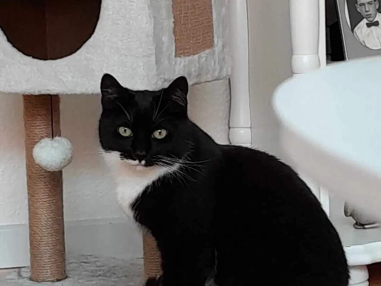 Billede 2 - Pjevs søger ny madmor og have.