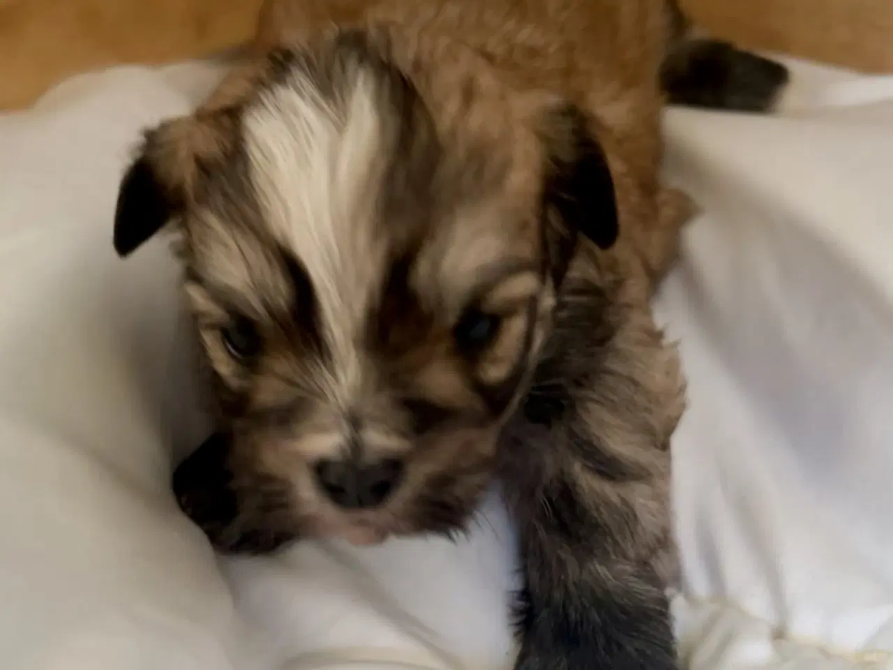 Billede 15 - Små allergivenlige og ikke fældende hundehvalpe