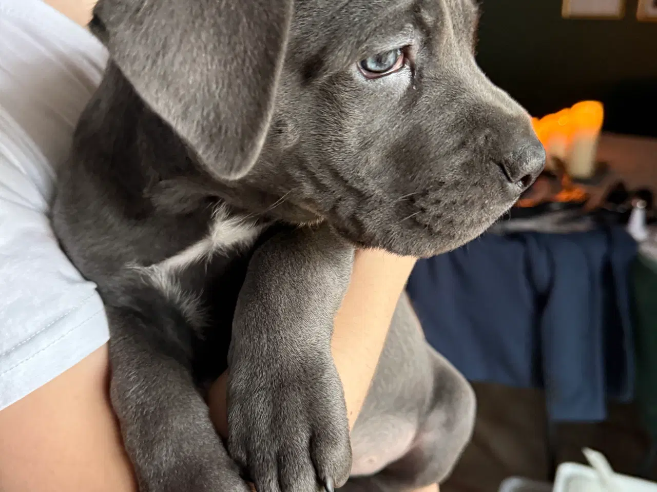 Billede 2 - Blå Cane Corso tæve