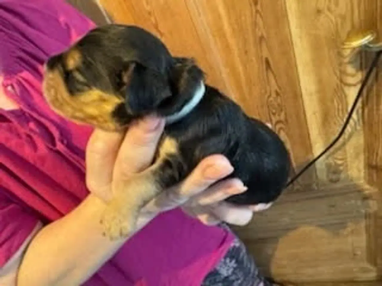 Billede 3 - Engelsk Cocker Spaniel hvalpe 