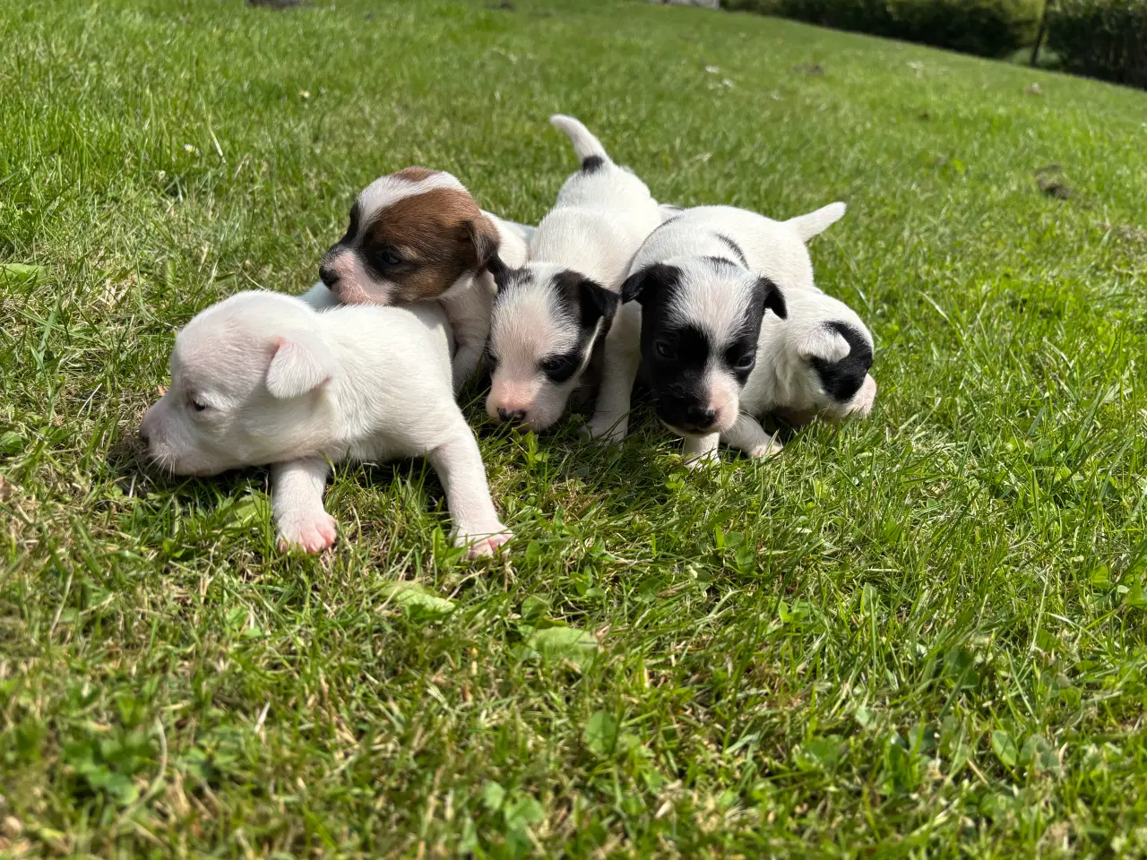 Billede 3 - Jack russel hvalpe