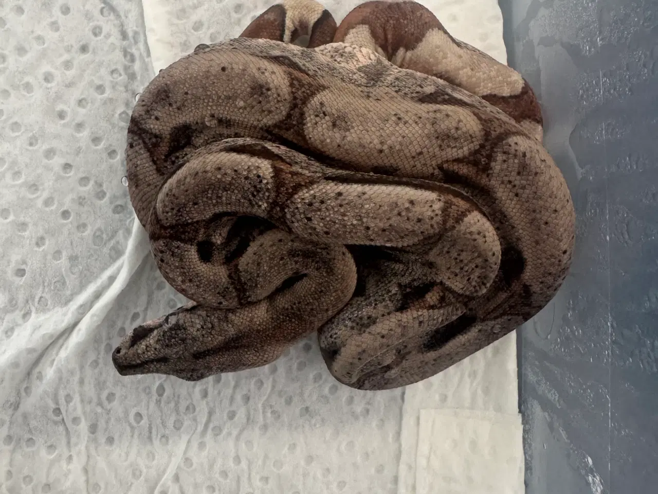 Billede 11 - Boa constrictor 