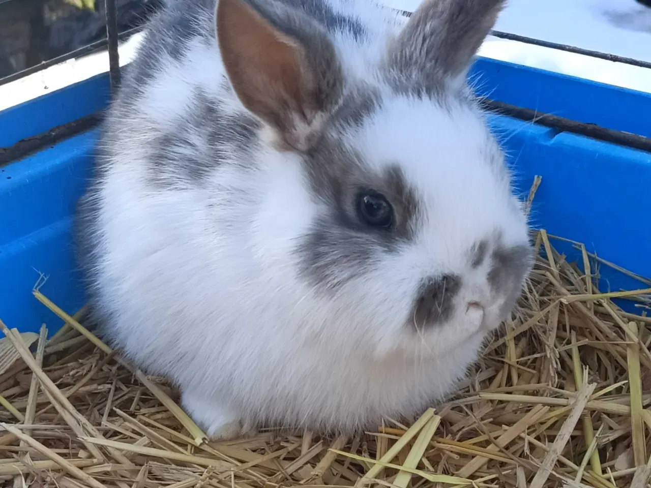 Billede 5 - Minilop/ Dværg vædder 