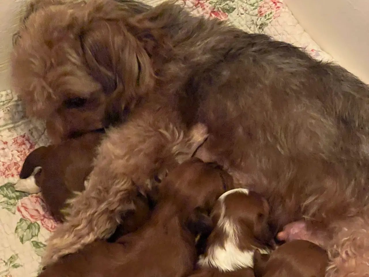 Billede 11 - Smukke Rød Zobel Havanais 