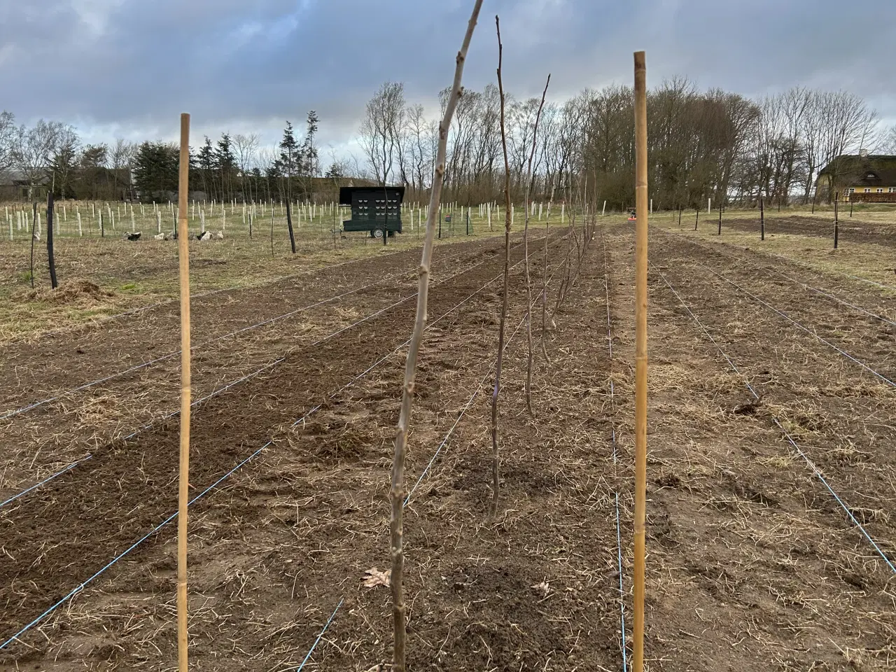 Billede 1 - 🌳 Økologiske podede valnøddetræer