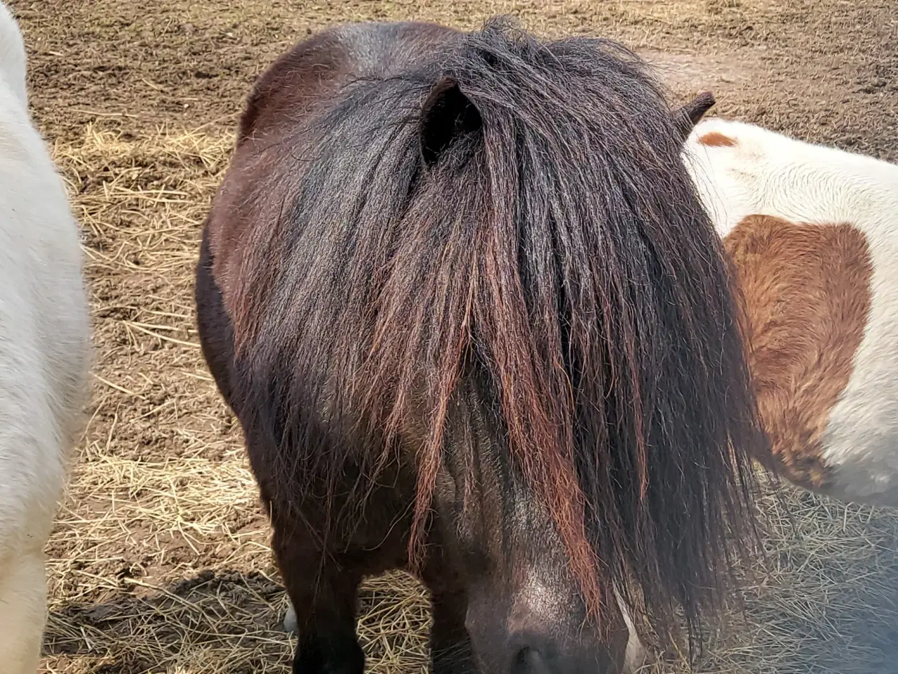 Billede 10 - Kåret Show pony