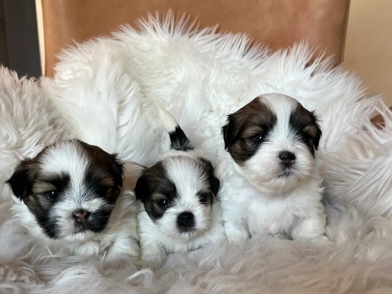 Billede 4 - Lhasa Apso hvalpe 