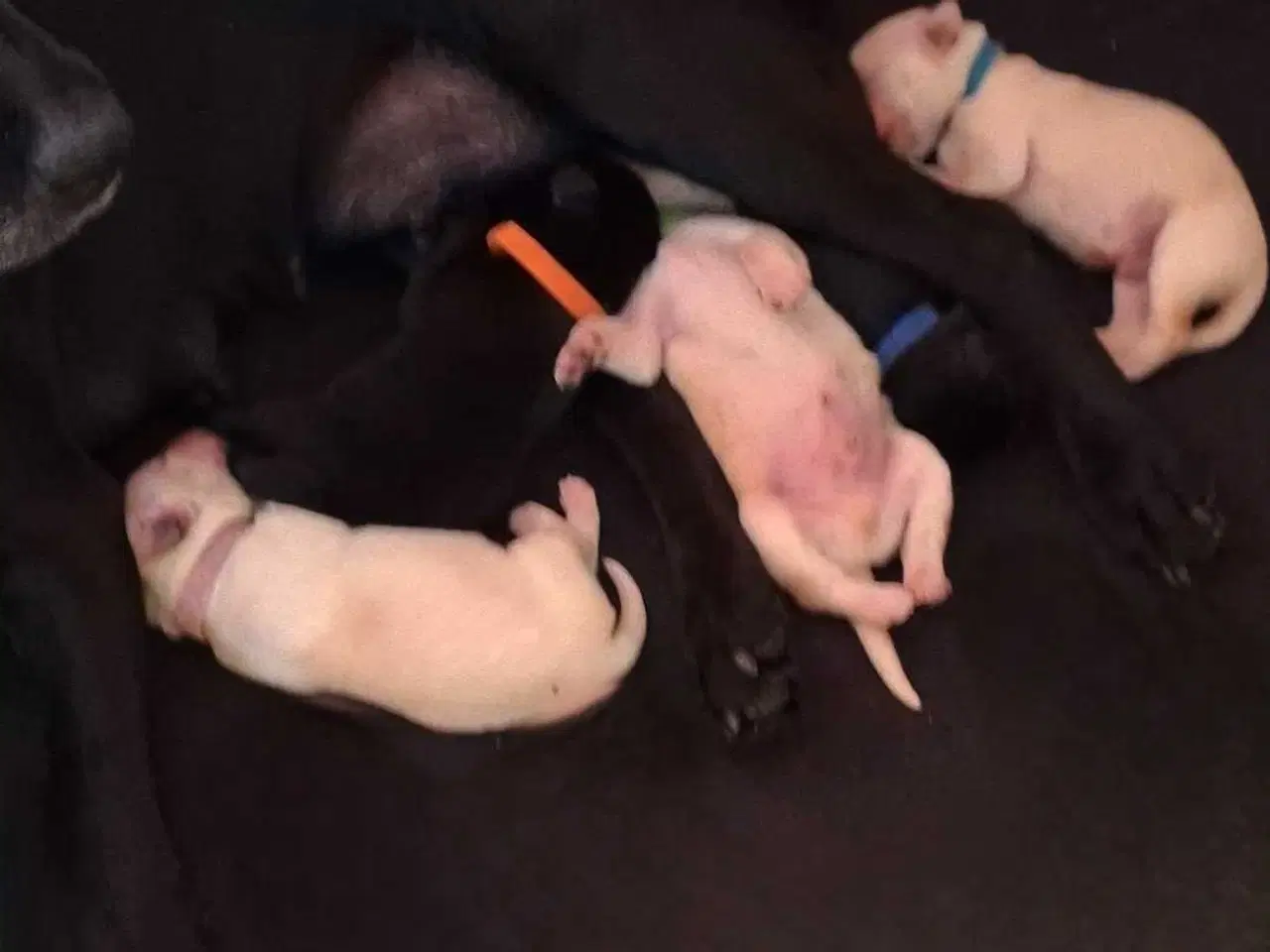 Billede 13 - De lækreste blandingshvalpe