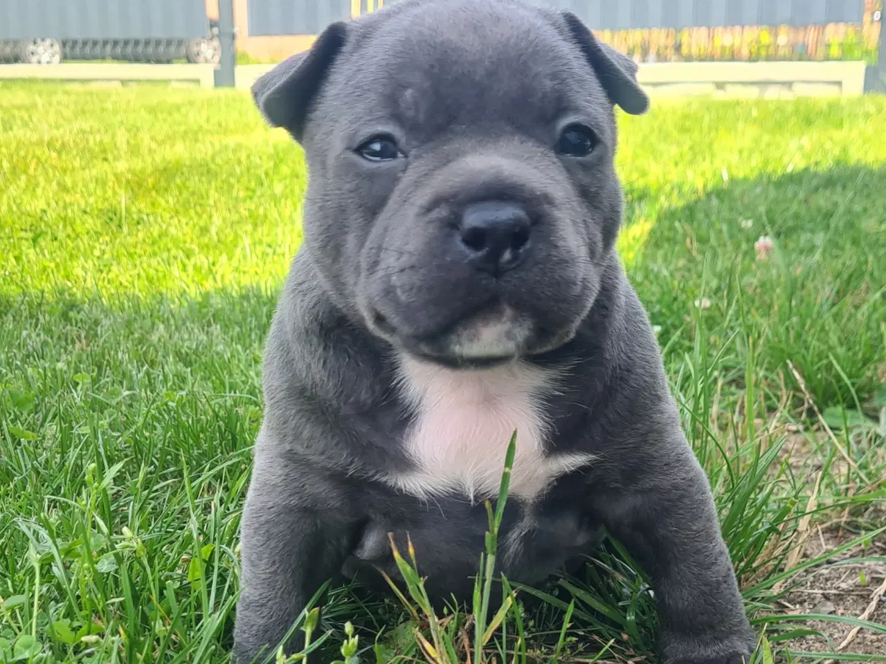Billede 3 - American Bully Pige Blu 