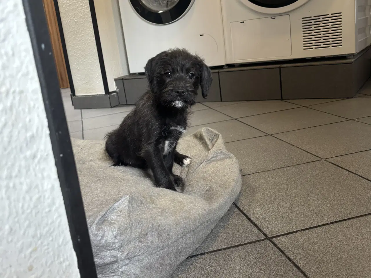 Billede 2 - Dansk/svensk gårdhund blanding