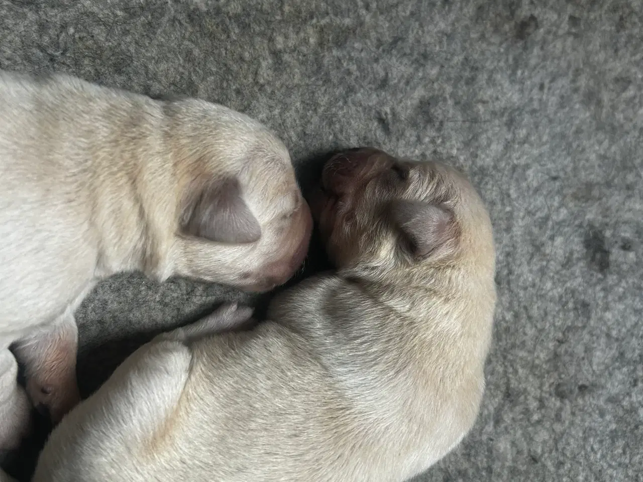 Billede 9 - Golden retriever/ labrador 