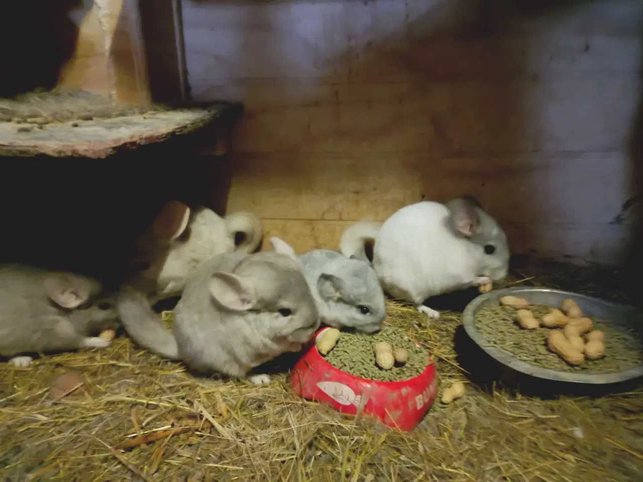 Billede 1 - Chinchilla