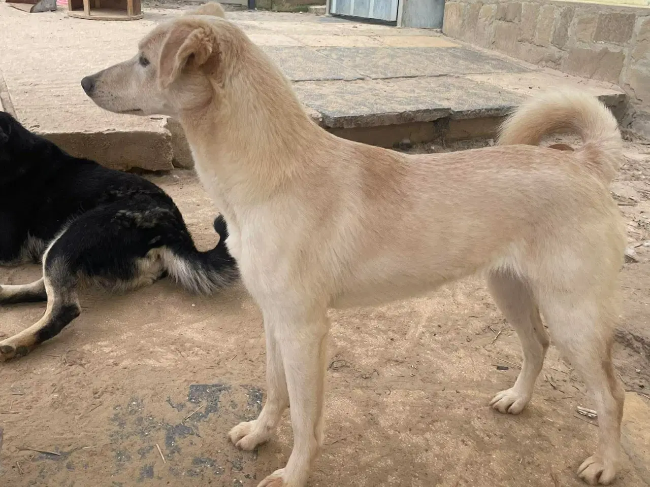 Billede 5 - Zitta søger familie. 