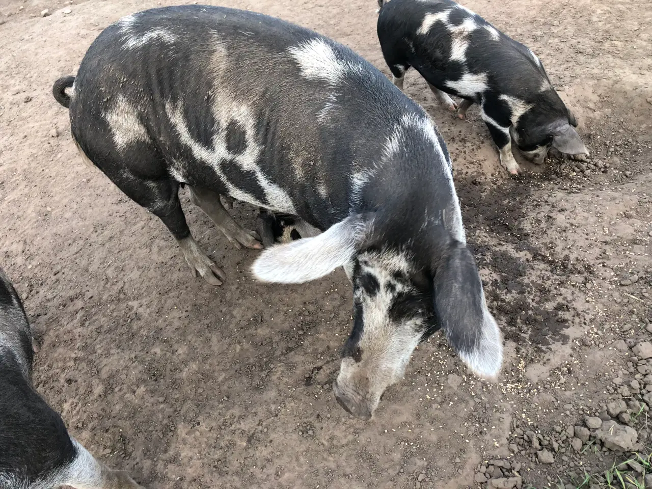 Billede 2 - Blandet race duroc og gl dansk landrace grise