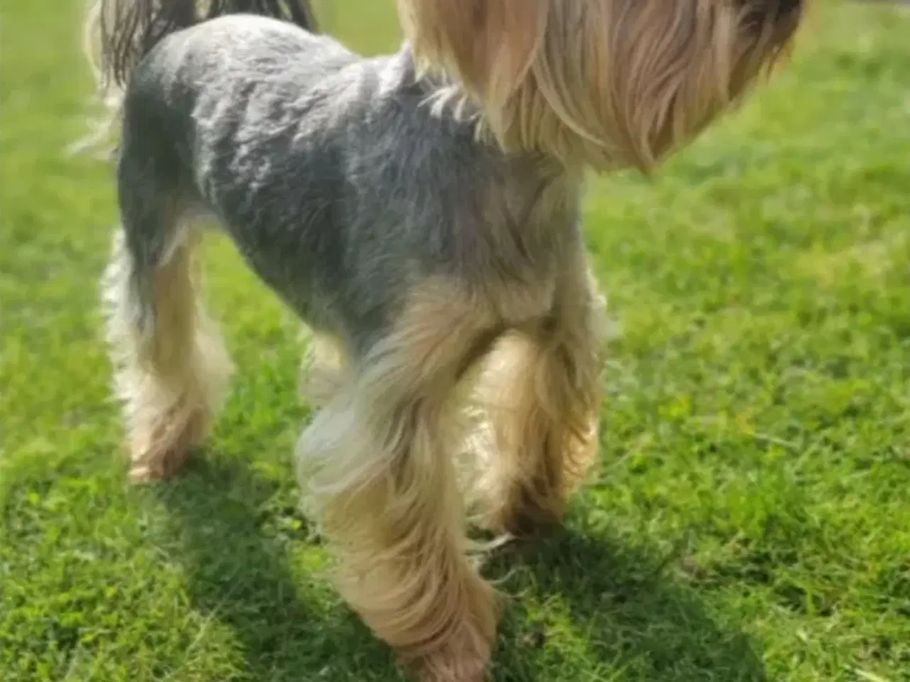 Billede 7 - Yorkshire terrier hvalpe søger kærlige hjem