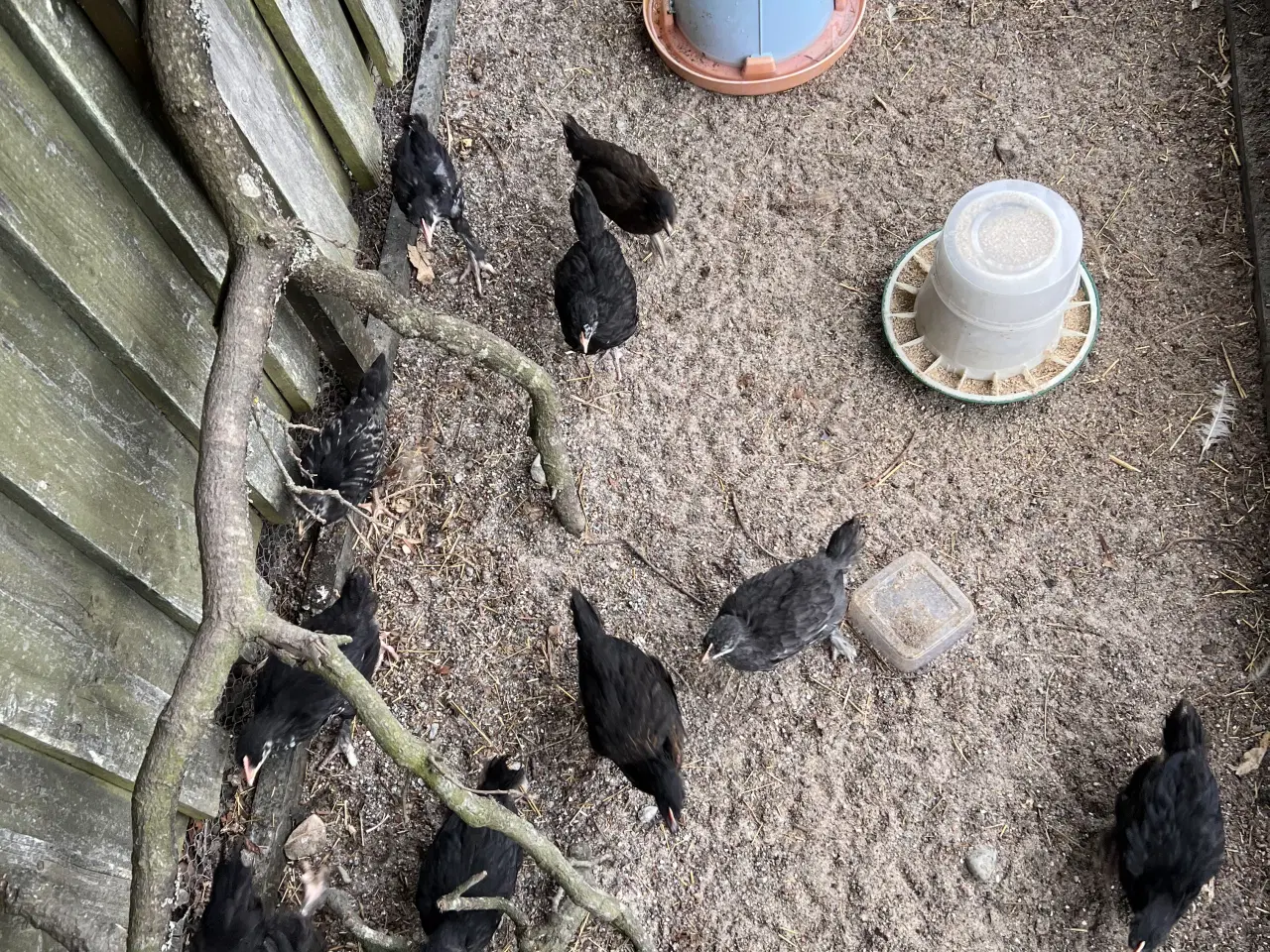 Billede 6 - Kyllinger i forskellige aldre