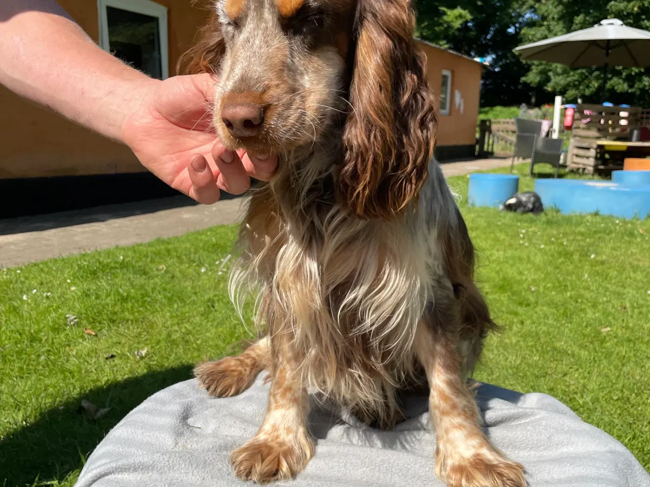 Billede 8 - Cockerspaniel 
