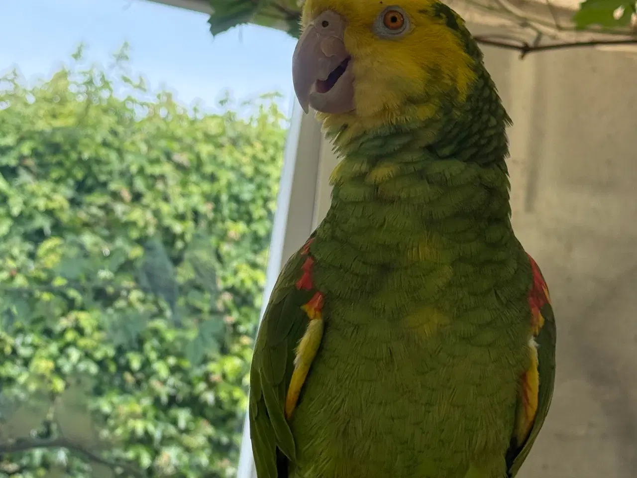 Billede 2 - 🦜 Double Yellow Head Amazon par søger nyt hjem 🦜