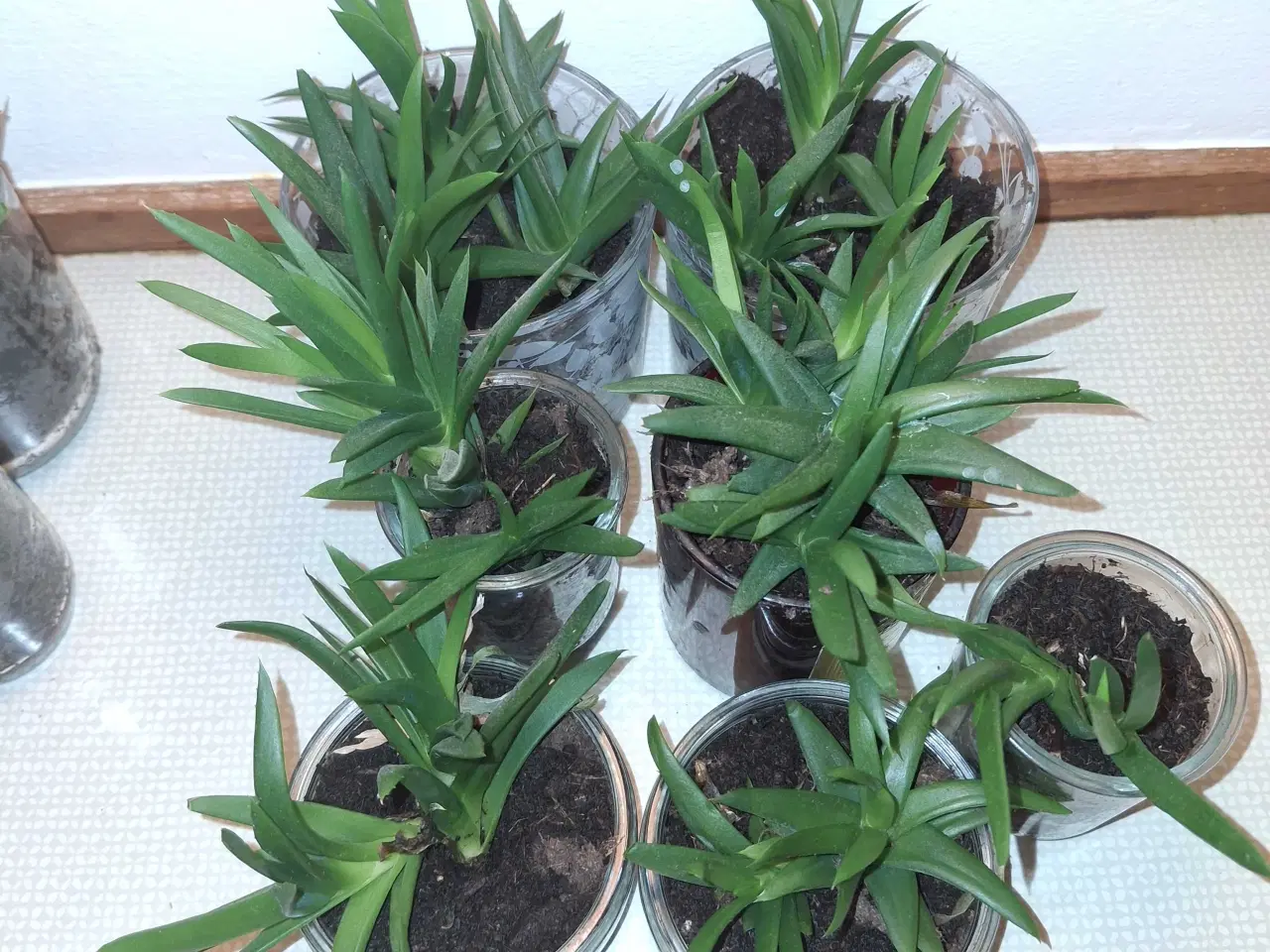 Billede 2 - Plante-børn: klar til nyt hjem