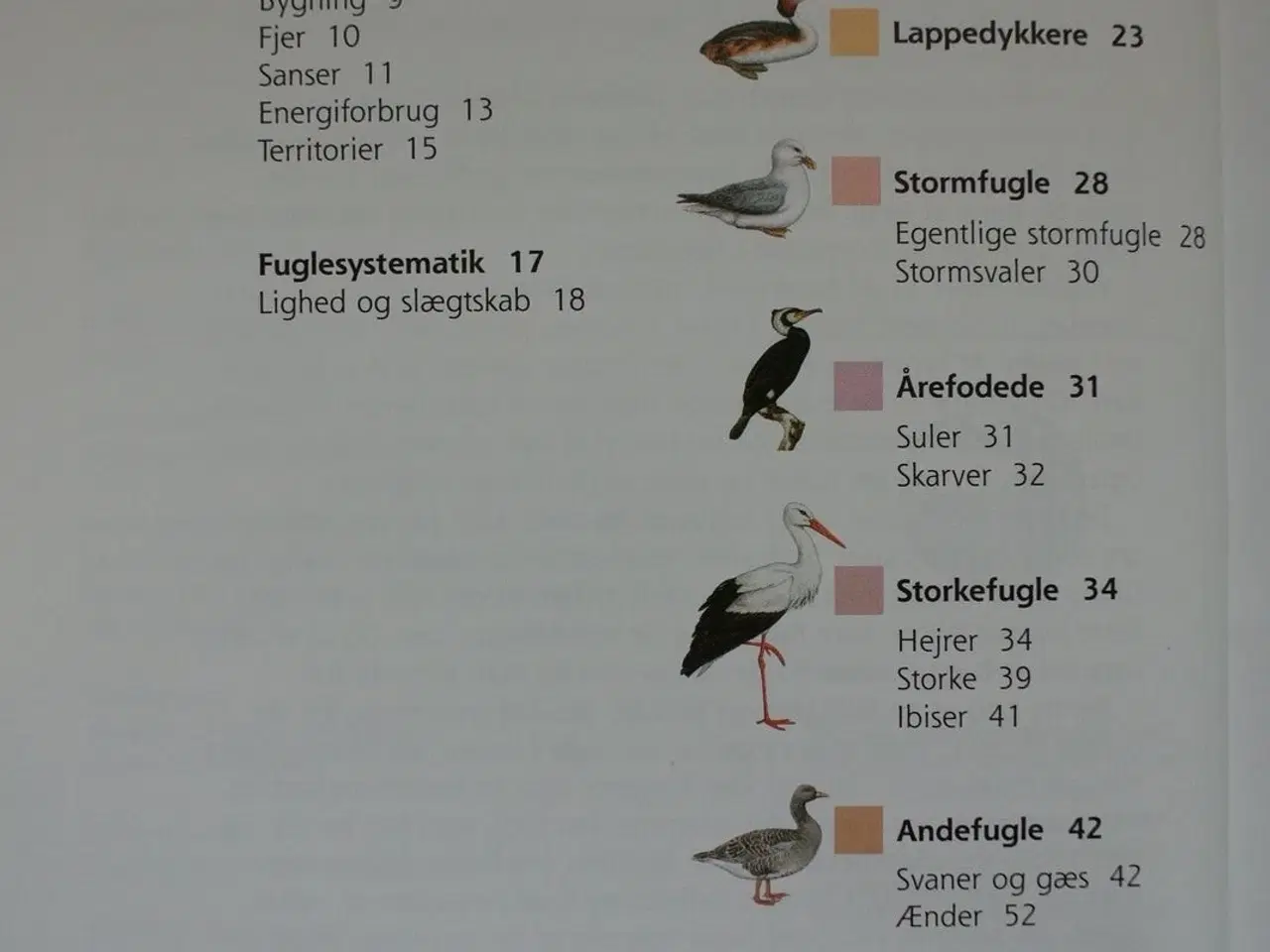 Billede 2 - politikens fuglebog, af tommy dybbro. ill. af henn