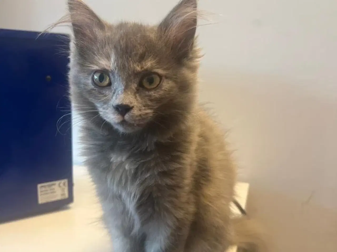 Billede 3 - Fluffy kattekiling