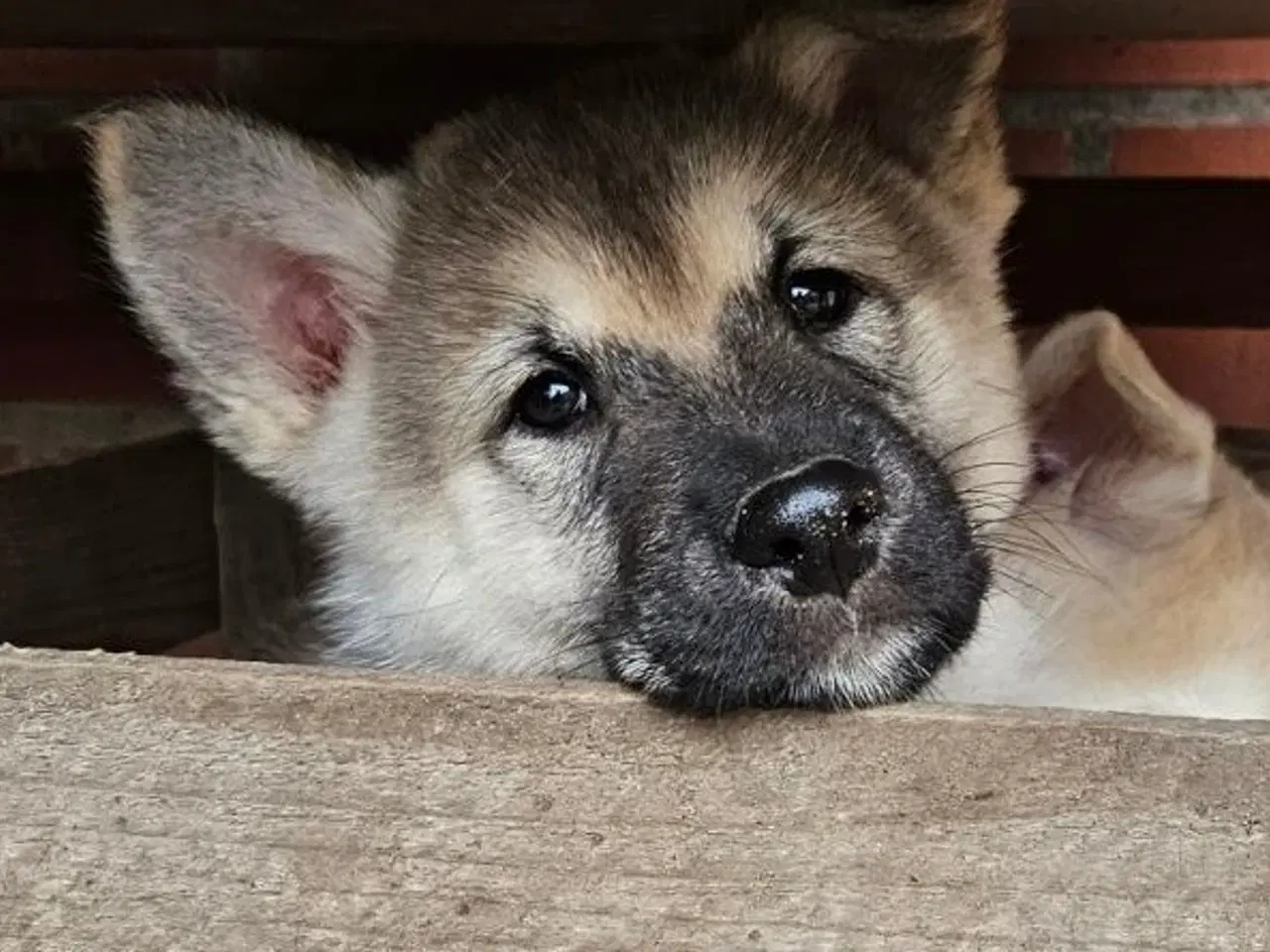 Billede 6 - Alaskan m - tjekkiske ulveh.- chow chow - husky