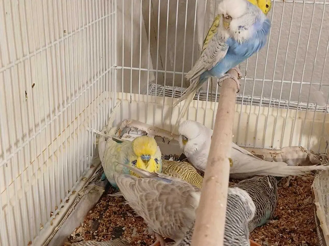 Billede 16 - 9 engelske undulater 