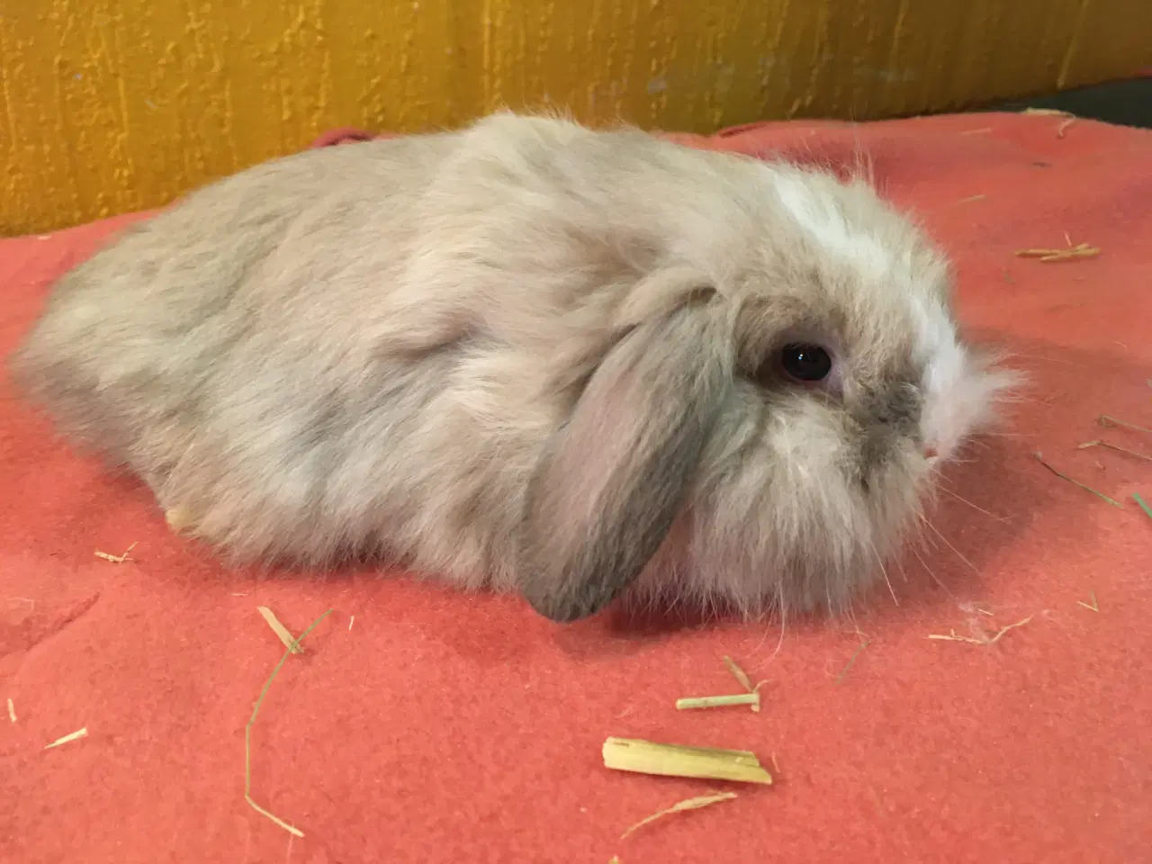 Billede 2 - Lille Valde er nu klar til at komme videre