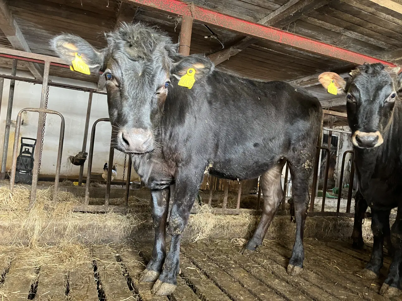 Billede 5 - Krydsnings kvier