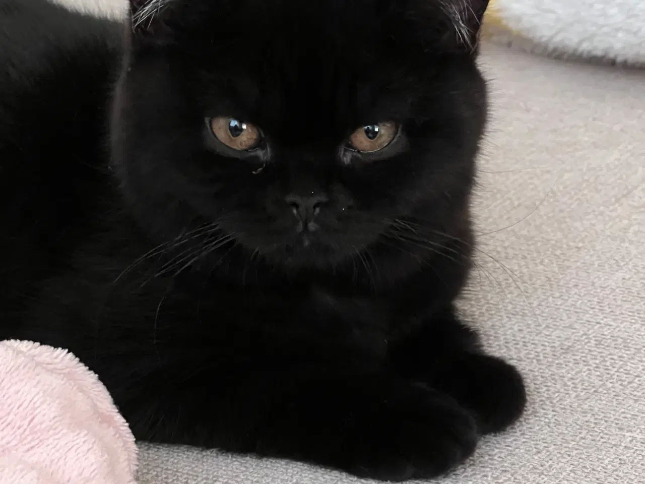 Billede 5 - British shorthair Luna søger hjem