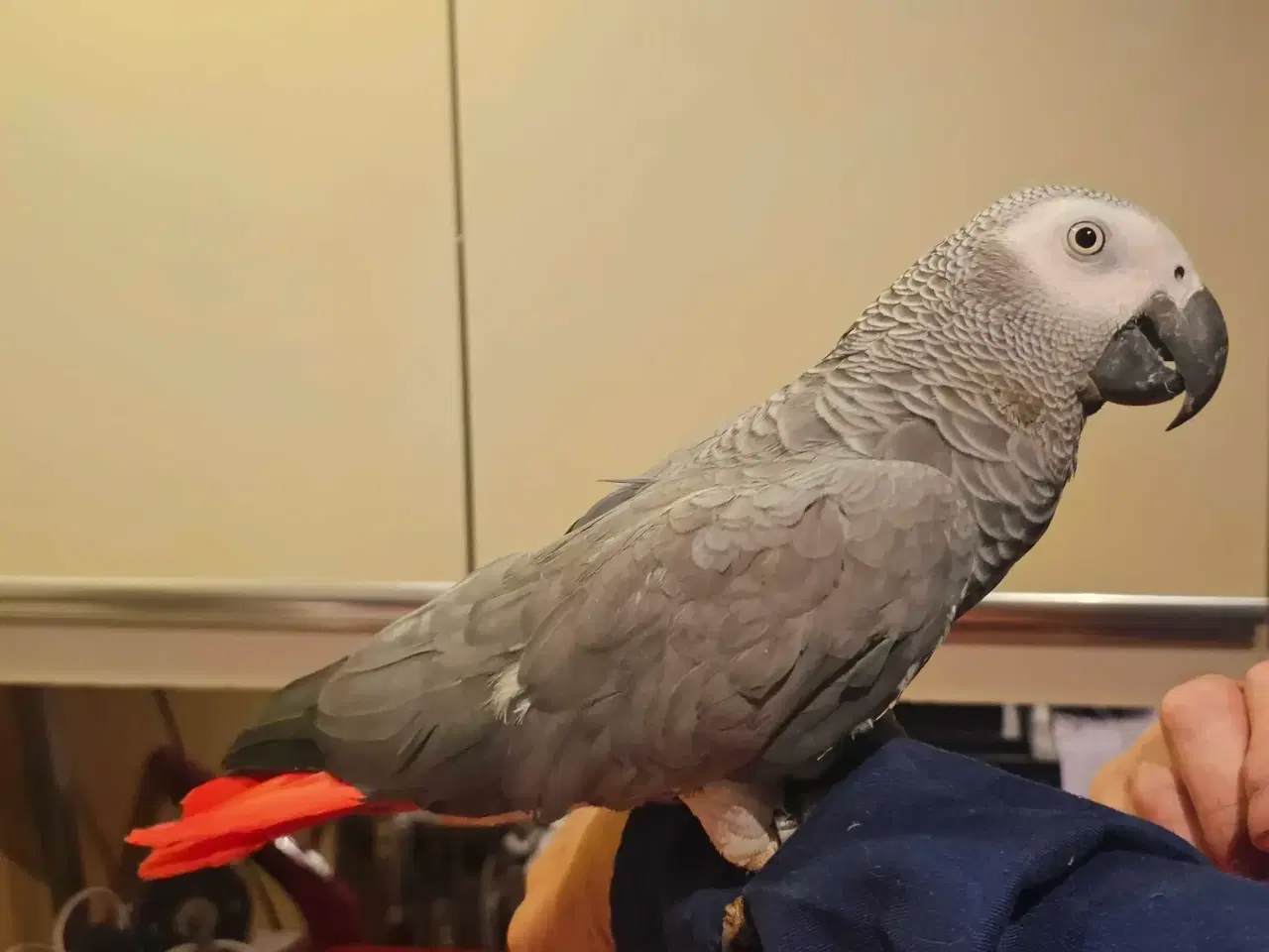 Billede 1 - Rødhalet Grå Jacoer (avlspar)