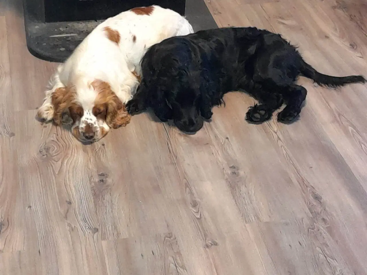 Billede 7 - engelsk cocker spaniel