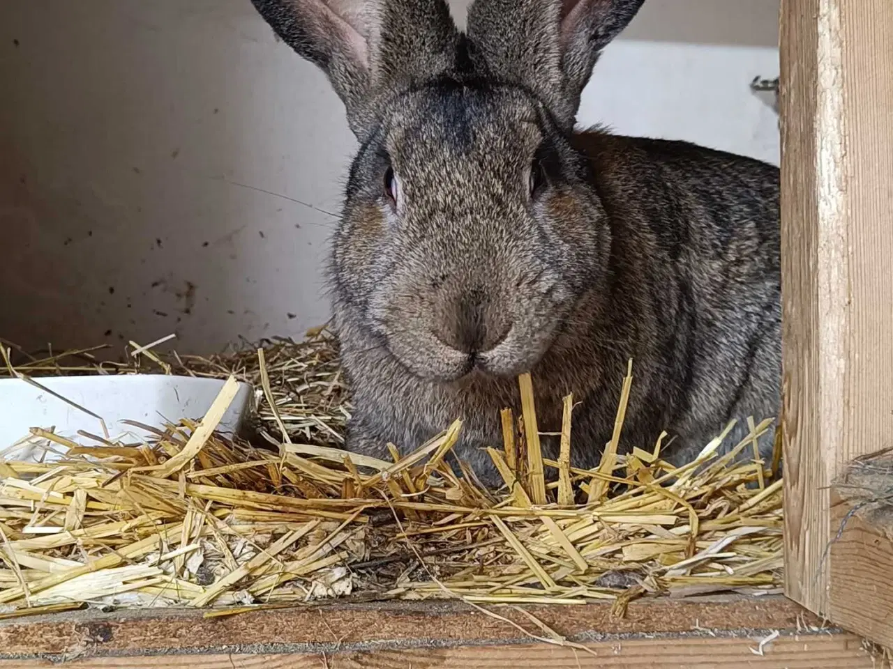 Billede 2 - 6 belgiske kæmper søger nye hjem