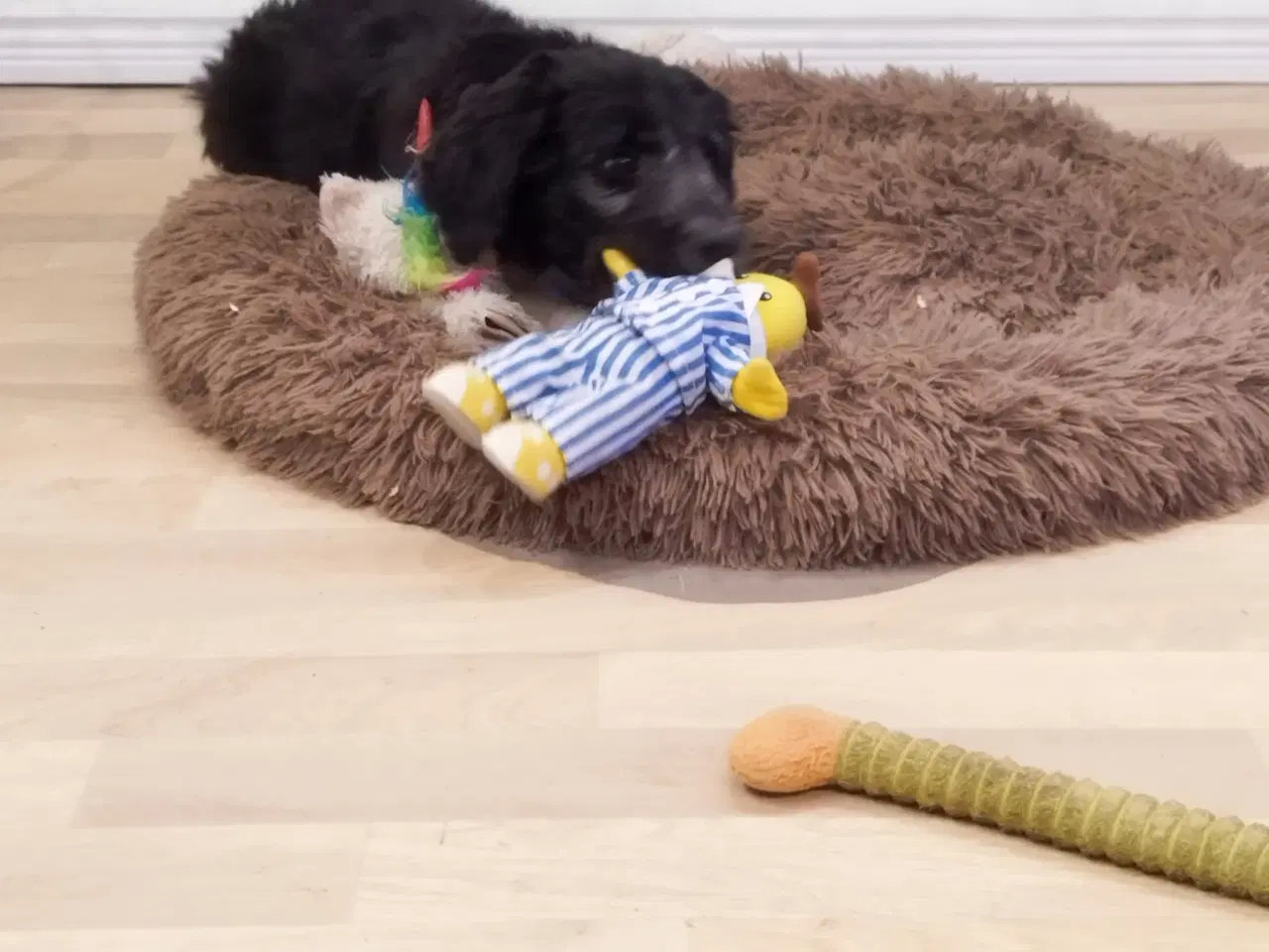 Billede 1 - Bordoodle (Border Collie & Poodle Mix):